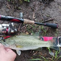 ラージマウスバス