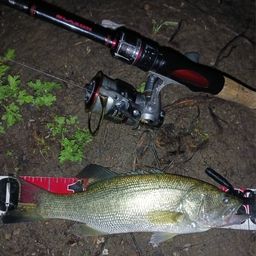 ラージマウスバス