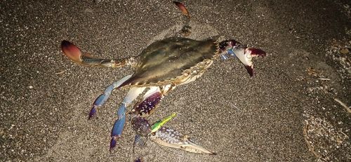 ワタリガニの釣果