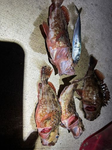 カサゴの釣果