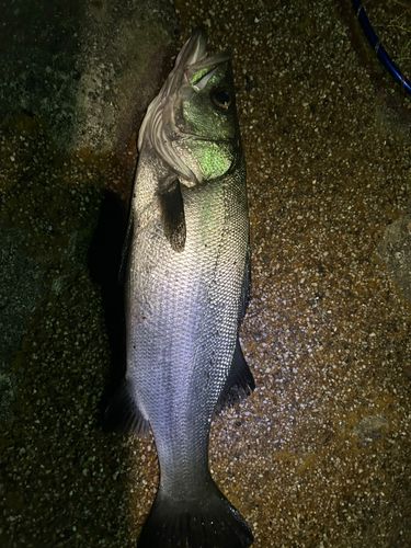 ヒラスズキの釣果