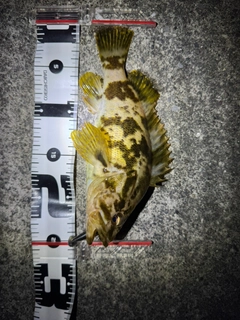 ベッコウゾイの釣果