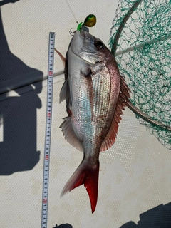 マダイの釣果