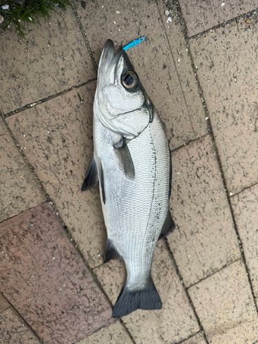 ヒラスズキの釣果