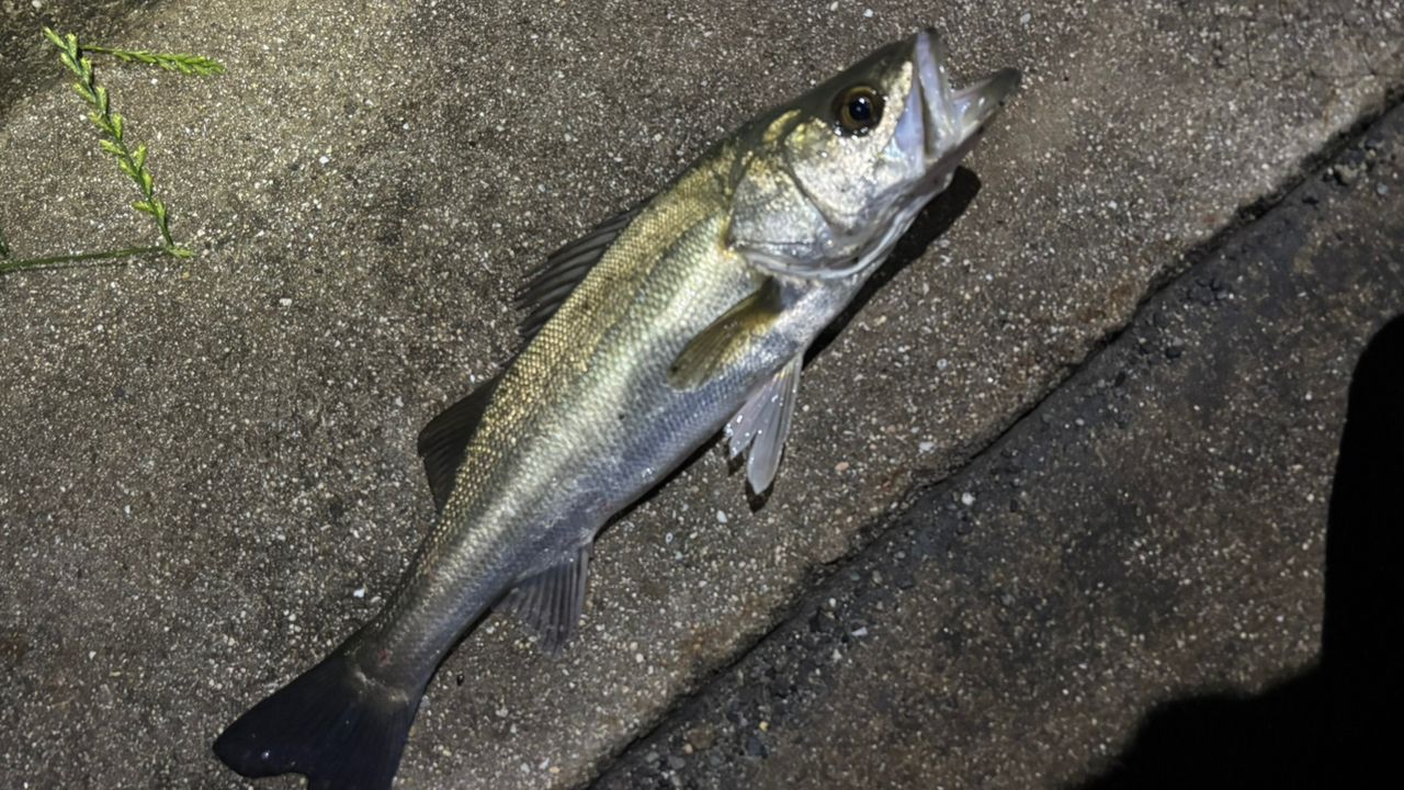 セイゴ（マルスズキ）