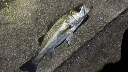 セイゴ（マルスズキ）