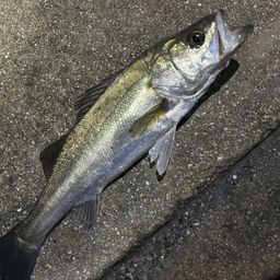 セイゴ（マルスズキ）