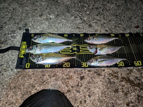 アジの釣果