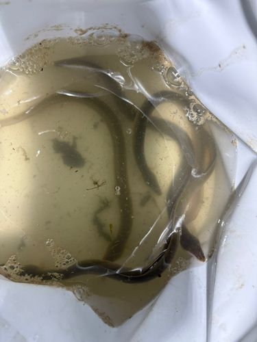 ウナギの釣果