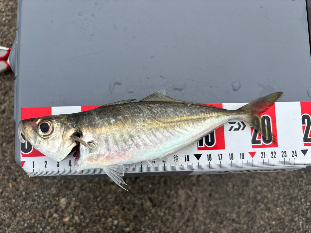 OLYMPIC 18コルト GCRTS-612L-Tの最安値・インプレ・釣果 | 本音の