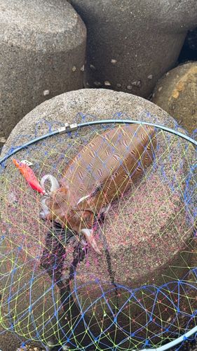 モンゴウイカの釣果