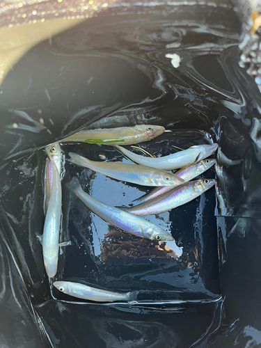 キスの釣果