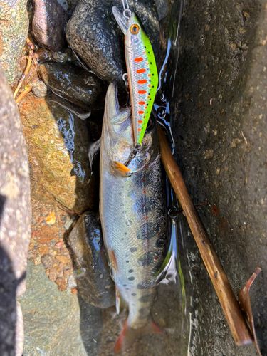 アマゴの釣果