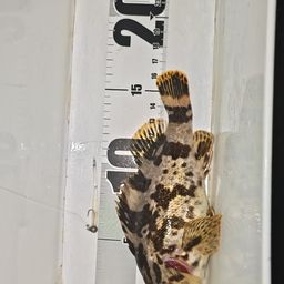 タケノコメバル