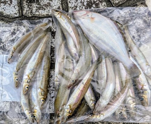 キスの釣果