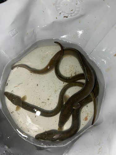 ウナギの釣果
