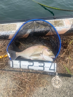 ヘダイの釣果