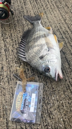 チヌの釣果
