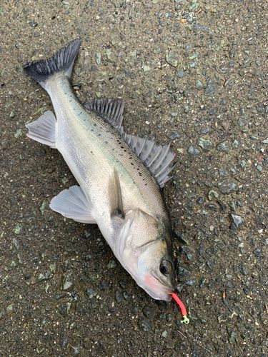 セイゴ（タイリクスズキ）の釣果