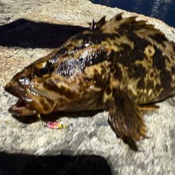 タケノコメバル