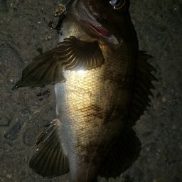 アカメバル