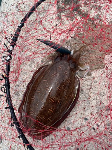 コウイカの釣果