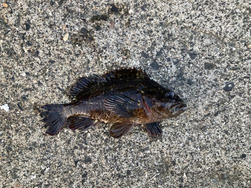 タケノコメバルの釣果