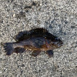 タケノコメバル