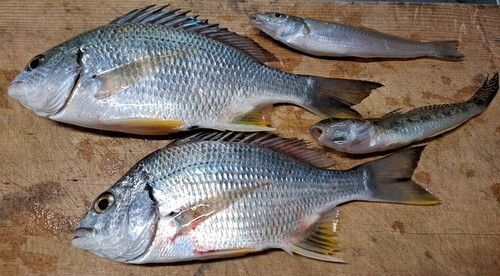 キビレの釣果