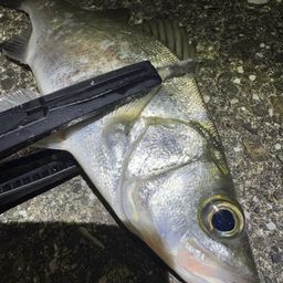 セイゴ（ヒラスズキ）