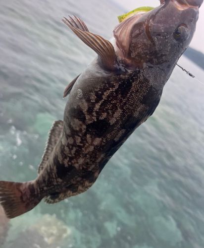アイナメの釣果