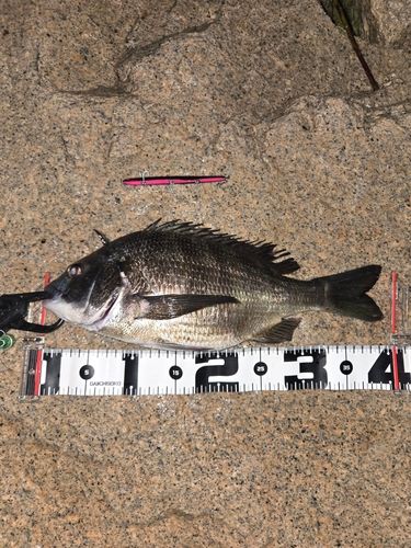 チヌの釣果