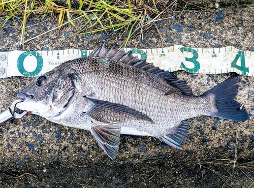 チヌの釣果