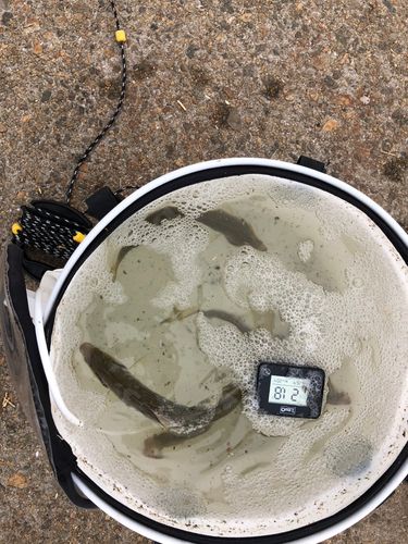 コノシロの釣果