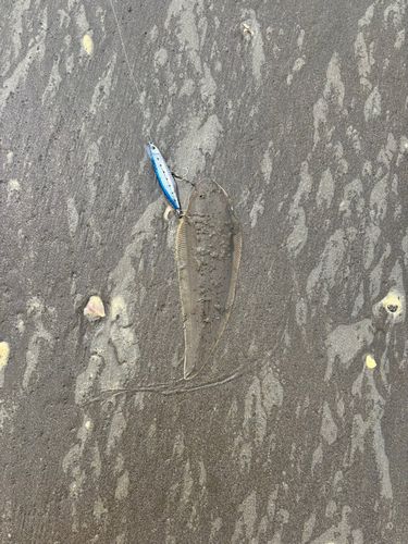 シタビラメの釣果