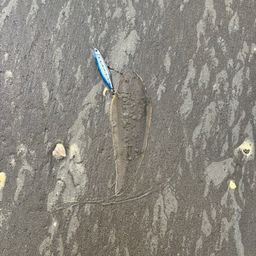 シタビラメ