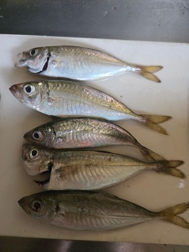 アジの釣果