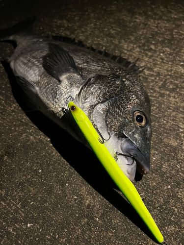 クロダイの釣果