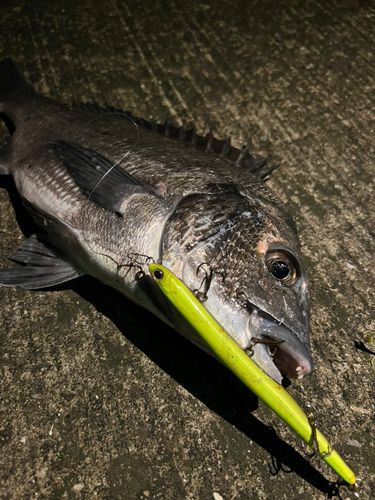 クロダイの釣果