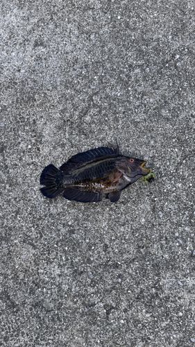 オハグロベラの釣果