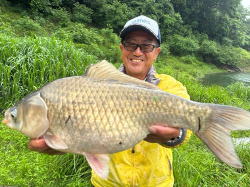 ヘラブナの釣果