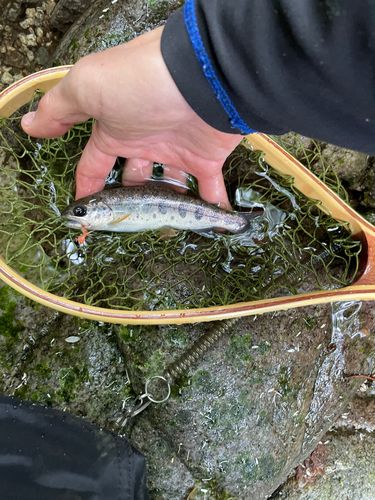 アマゴの釣果