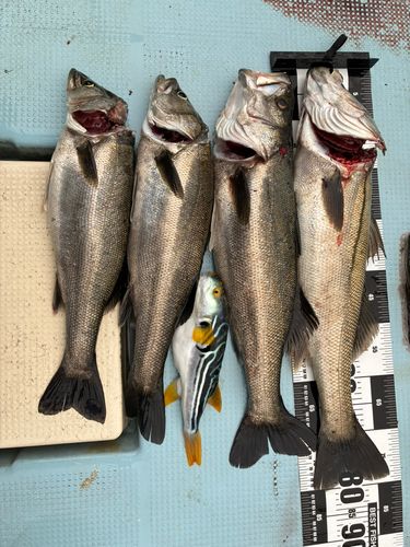 シーバスの釣果