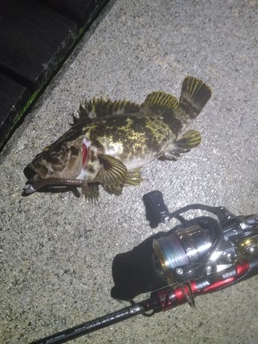 ベッコウゾイの釣果