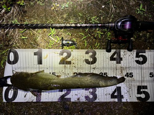 マナマズの釣果