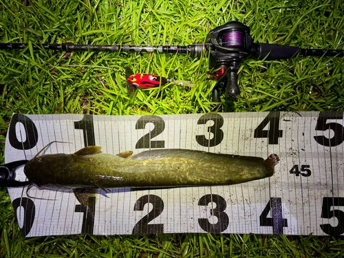 マナマズの釣果