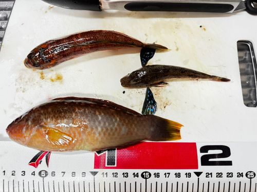 ホウボウの釣果