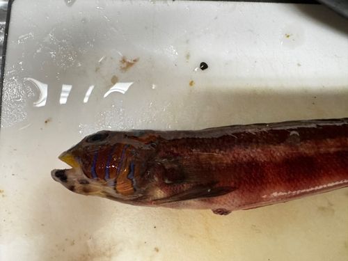 トラギスの釣果