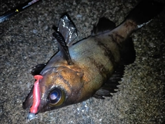 メバルの釣果