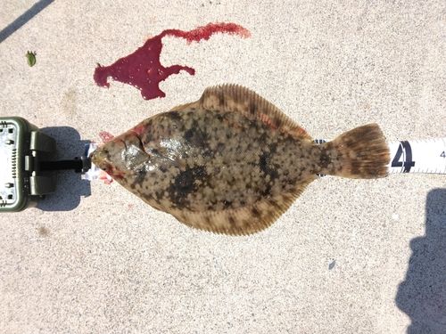 マガレイの釣果